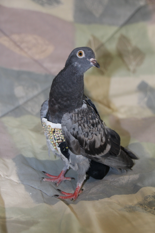 Illustration for article titled Is This Your Bedazzled Pigeon?